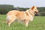 CHIEN FINNOIS DE LAPONIE 674
